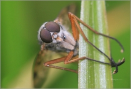 <p>ČÍHALKA OBECNÁ (Rhagio scolopaceus)</p>